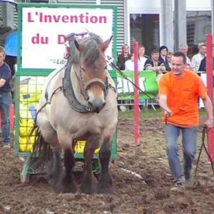 Foire de Libramont 2007-video 04