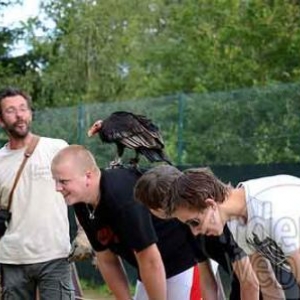 Rapace au Sunparks de Vielsalm-9970