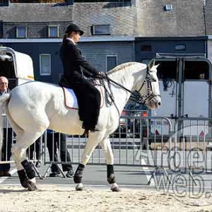 Cheval de trait ardennais-508