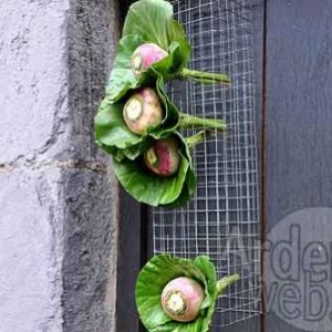 Belgian flower arrangement society -photo 130