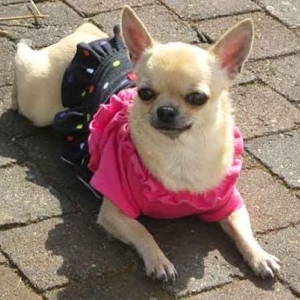 Chanel (notre gagnante du mois de mars ) - le petit Chihuahua de Iolanda Signoriello de Ittre