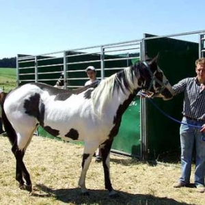 Fete du Cheval 2007-video 09