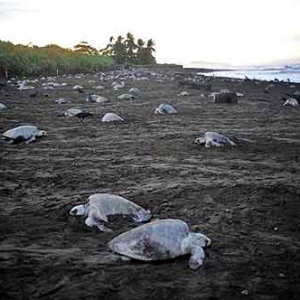 Extinction de la tortue de mer au COSTA RICA-04