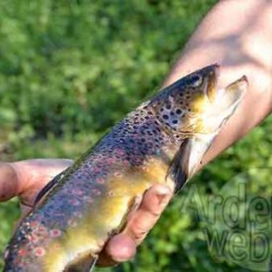 Concours de pêche à la truite sur la Wiltz