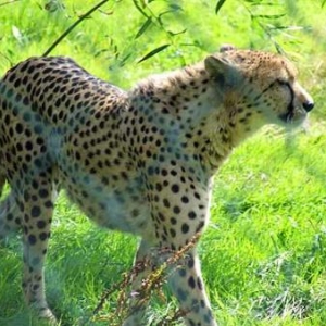 Safari Parc le Monde Sauvage