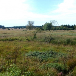 Balade - Découverte « du Bayehon »