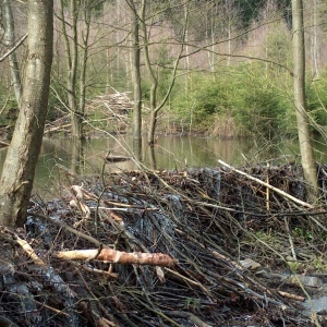 Excursions à Houffalize au Pays des Castors avec Olivier Rubbers