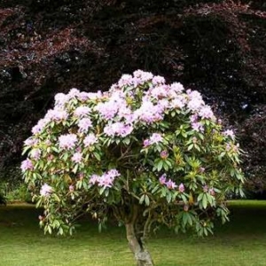 Un magnolia, qu'on planta le 11 mars 1978