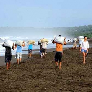 Extinction de la tortue de mer au COSTA RICA-19