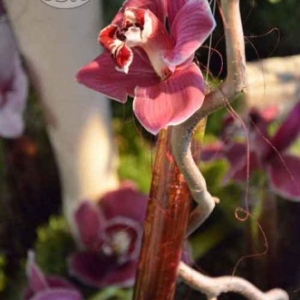 orchidee-5406