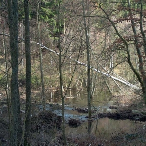 Excursions à Houffalize au Pays des Castors avec Olivier Rubbers