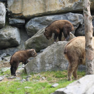 Naissance à Pairi Daiza de deux takins dorés de Chine.