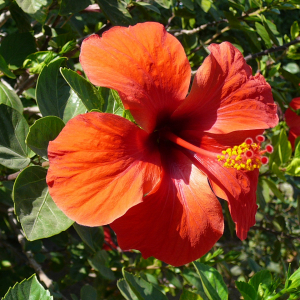 Promenade à Ermioni ( photo : F. Detry ) Promenade à Ermioni ( photo : F. Detry )