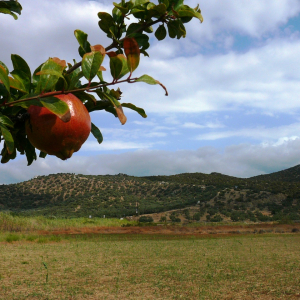 Promenade à Ermioni ( photo : F. Detry ) Promenade à Ermioni ( photo : F. Detry )