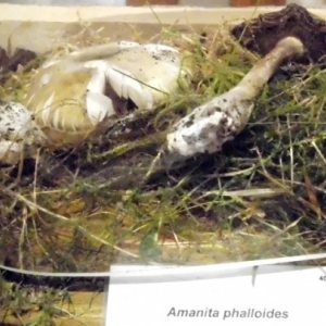 Amanite Phalloide ( sous cloche )