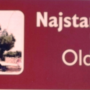 Les oliveraies de Lun ( photo :  F. Detry )