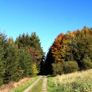 montenau_wandern_genusstour_herbst_20-c-ostbelgien.eu