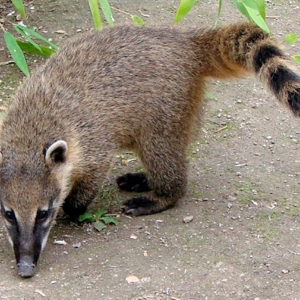 15 Le coati