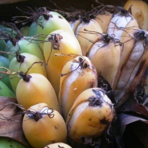 La banane malgache  Cela pourrait-il sauver la récolte mondiale de bananes ?