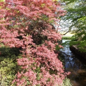   Les printemps  colorés de Keukenhof         