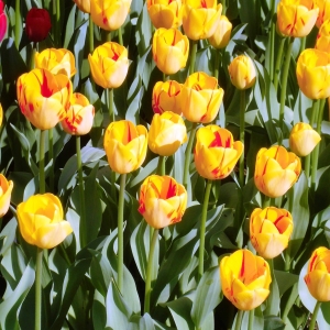 Keukenhof ( NL ) ( photo F. Detry )