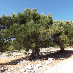 Les oliveraies de Lun ( photo :  F. Detry )