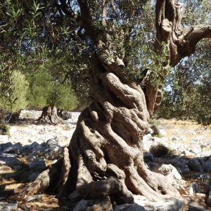 Les oliveraies de Lun ( photo :  F. Detry )