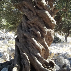 Les oliveraies de Lun ( photo : F. Detry ) Les oliveraies de Lun ( photo : F. Detry )