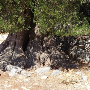 Les oliveraies de Lun ( photo : F. Detry ) Les oliveraies de Lun ( photo : F. Detry )