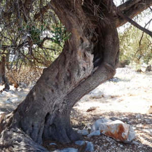 Les oliveraies de Lun ( photo : F. Detry ) Les oliveraies de Lun ( photo : F. Detry )