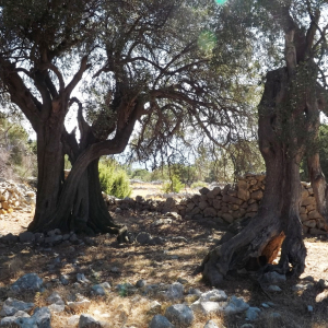 Les oliveraies de Lun ( photo : F. Detry ) Les oliveraies de Lun ( photo : F. Detry )