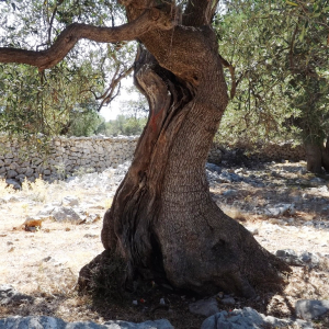 Les oliveraies de Lun ( photo :  F. Detry )