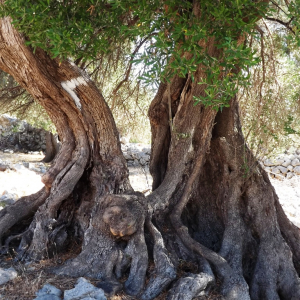 Les oliveraies de Lun ( photo : F. Detry ) Les oliveraies de Lun ( photo : F. Detry )