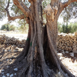 Les oliveraies de Lun ( photo :  F. Detry )