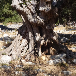 Les oliveraies de Lun ( photo :  F. Detry )
