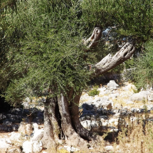 Les oliveraies de Lun ( photo :  F. Detry )