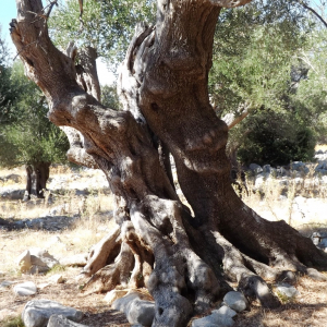 Les oliveraies de Lun ( photo :  F. Detry )