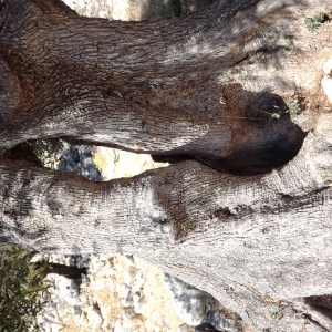 Les oliveraies de Lun ( photo : F. Detry ) Les oliveraies de Lun ( photo : F. Detry )