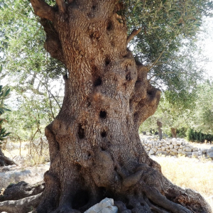 Les oliveraies de Lun ( photo :  F. Detry )