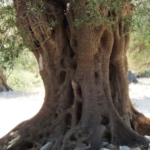 Les oliveraies de Lun ( photo : F. Detry ) Les oliveraies de Lun ( photo : F. Detry )