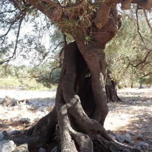 Les oliveraies de Lun ( photo : F. Detry ) Les oliveraies de Lun ( photo : F. Detry )
