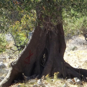 Les oliveraies de Lun ( photo :  F. Detry )