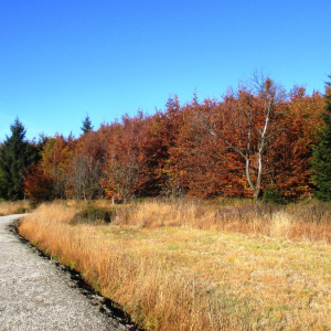 Chemin empierré ( photo Detry )