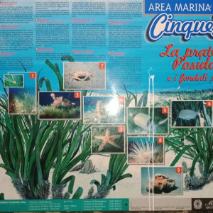 Noël à Riomaggiore ( photo : F. Detry )