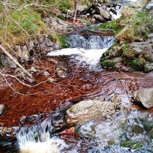 Le Pouhon des Cuves ( Photo Detry 