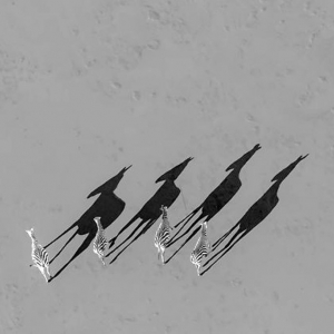 20 Suivis par des ombres © Haiquan Xiang - Drone Awards 2020