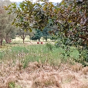 La Réserve naturelle de la Warchenne