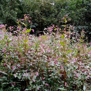 En bordure de la Warchenne