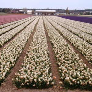   Les printemps  colorés de Keukenhof         