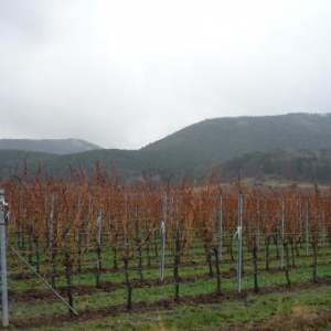 Vignobles du Palatinat sur fond du massif de la Haardt